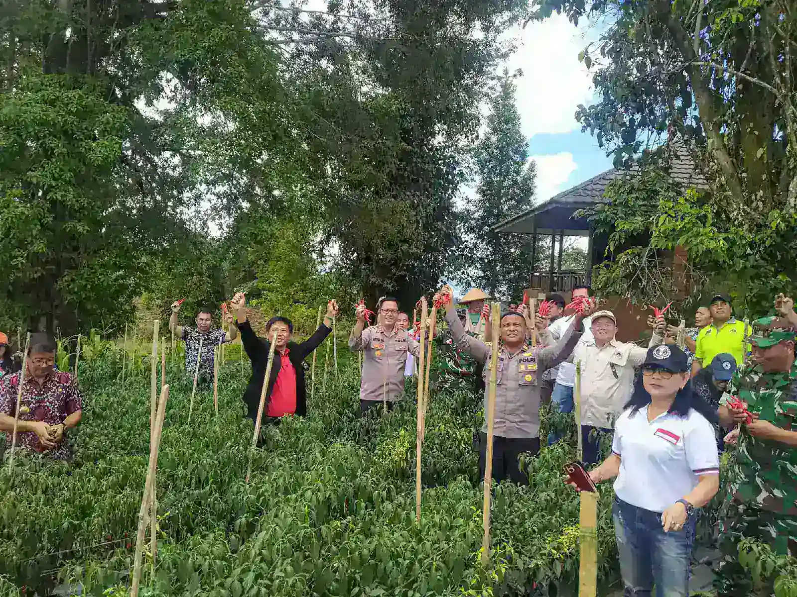 PANEN PERDANA CABE KRITING GOLDEN RED, KTNA MINAHASA TUNJUKKAN KOMITMEN PERTANIAN BERKELANJUTAN